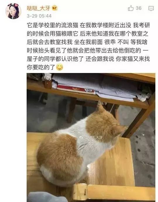 猫鼠最新动态，一场跨越物种的奇妙相遇